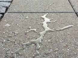 Snavset flise med kalk- og algeaflejringer — før fliserens